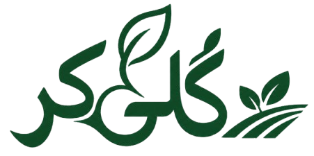 گُلی کُر